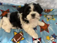 Henry, a male Maltese and Shih Tzu for sale in Lakefield, MN – Photo 4 of 9