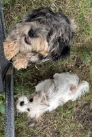 Pixel, a female Havanese and Havapoo for sale in Lakefield, MN – 5 of 8
