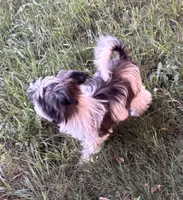 Pappi, a male Maltese and Papillon for sale in Lakefield, MN – 5 of 7