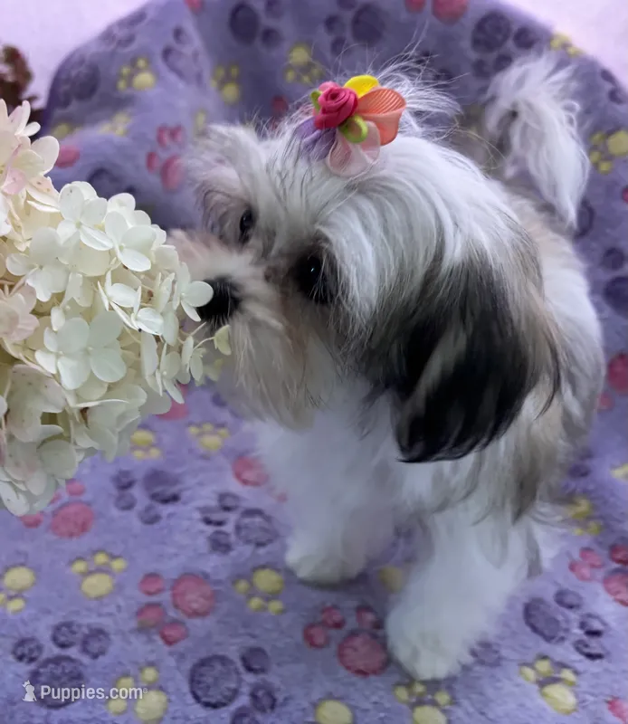Tiny Tilly  – Maltese, Papillon puppy for sale in Lakefield, MN