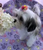Tiny Tilly , a female Maltese and Papillon for sale in Lakefield, MN – 1 of 9
