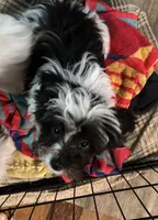 Bandit , a male Maltese and Papillon for sale in Lakefield, MN – 4 of 6