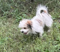 Buster, a male Maltese and Papillon for sale in Lakefield, MN – 10 of 10