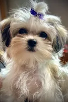Tiny Tilly , a female Maltese and Papillon for sale in Lakefield, MN – 6 of 9