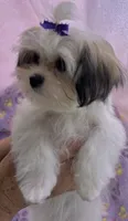 Tiny Tilly , a female Maltese and Papillon for sale in Lakefield, MN – 3 of 9
