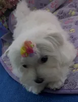 Bell, a female Maltese for sale in Lakefield, MN – 3 of 9