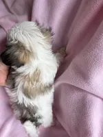Tiny Tilly , a female Maltese and Papillon for sale in Lakefield, MN – 5 of 5