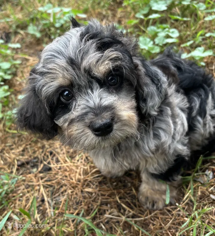Pebbles – Poodle - Miniature , Havapoo puppy for sale in Lakefield, MN