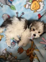 Pluto, a male Maltese and Papillon for sale in Lakefield, MN – 4 of 4