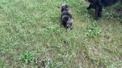 Pixel, a female Havanese and Havapoo for sale in Lakefield, MN – 8 of 8
