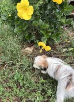 Buster, a male Maltese and Papillon for sale in Lakefield, MN – 8 of 10