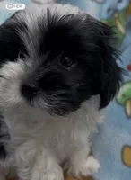 Bandit , a male Maltese and Papillon for sale in Lakefield, MN – 1 of 4