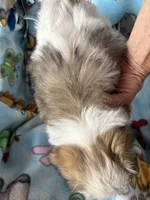 Petey, a male Maltese and Papillon for sale in Lakefield, MN – 5 of 5
