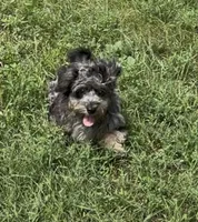 Pebbles, a female Poodle - Miniature  and Havapoo for sale in Lakefield, MN – 6 of 7