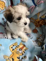 Petey, a male Maltese and Papillon for sale in Lakefield, MN – 2 of 5