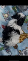 Bandit , a male Maltese and Papillon for sale in Lakefield, MN – 4 of 4