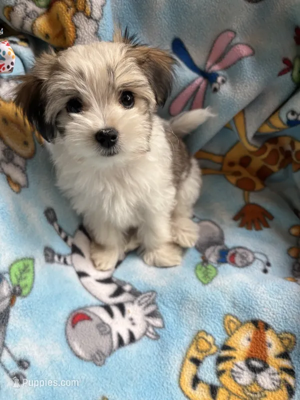 Petey – Maltese, Papillon puppy for sale in Lakefield, MN