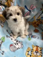 Petey, a male Maltese and Papillon for sale in Lakefield, MN – 1 of 5