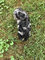 Pebbles, a female Poodle - Miniature  and Havapoo for sale in Lakefield, MN – 3 of 7