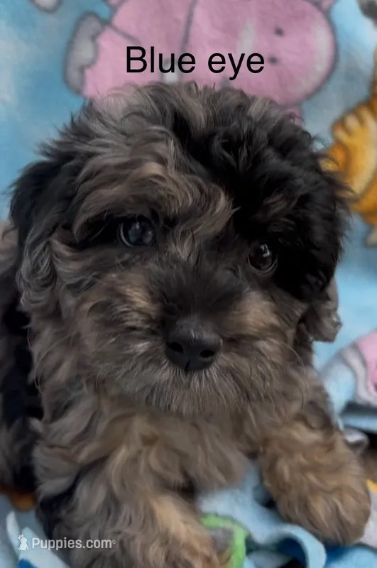 Blue eye – Havanese, Poodle - Miniature  puppy for sale in Lakefield, MN