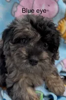 Blue eye, a male Havanese and Poodle - Miniature  for sale in Lakefield, MN – 1 of 4