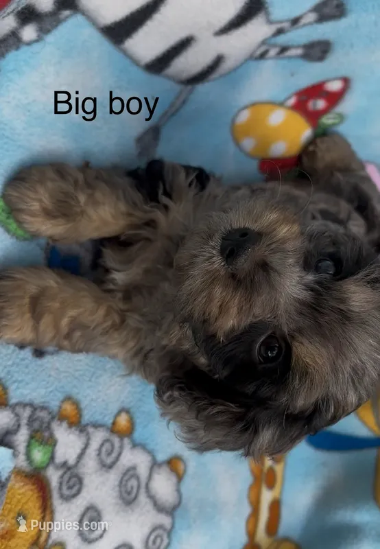 Bruno  – Havanese, Poodle - Miniature  puppy for sale in Lakefield, MN