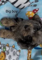 Bruno , a male Havanese and Poodle - Miniature  for sale in Lakefield, MN – 1 of 3