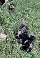Pebbles, a female Poodle - Miniature  and Havapoo for sale in Lakefield, MN – 7 of 7