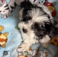 Baxter , a male Maltese and Papillon for sale in Lakefield, MN – 4 of 5