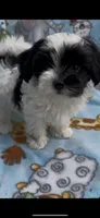 Bandit , a male Maltese and Papillon for sale in Lakefield, MN – 2 of 4