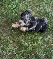 Pixel, a female Havanese and Havapoo for sale in Lakefield, MN – 4 of 8