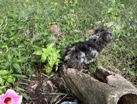 Pebbles, a female Poodle - Miniature  and Havapoo for sale in Lakefield, MN – 4 of 7