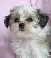 Tiny Tilly , a female Maltese and Papillon for sale in Lakefield, MN – 2 of 5
