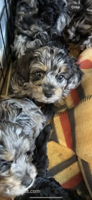 Pebbles – Havanese, Poodle - Miniature  puppy for sale in Lakefield, MN