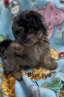 Blue eye, a male Havanese and Poodle - Miniature  for sale in Lakefield, MN – 3 of 4
