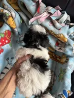Baxter , a male Maltese and Papillon for sale in Lakefield, MN – 5 of 5