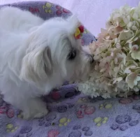 Bell, a female Maltese for sale in Lakefield, MN – 7 of 9