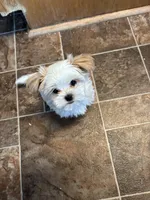 Little Lilly , a female Maltese and Shih Tzu for sale in Lakefield, MN – Photo 8 of 9