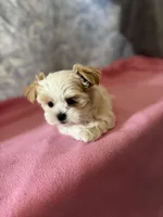 Little Lilly , a female Maltese and Shih Tzu for sale in Lakefield, MN – Photo 4 of 9