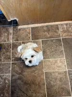 Little Lilly , a female Maltese and Shih Tzu for sale in Lakefield, MN – Photo 7 of 9