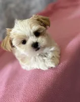 Little Lilly , a female Maltese and Shih Tzu for sale in Lakefield, MN – Photo 2 of 9