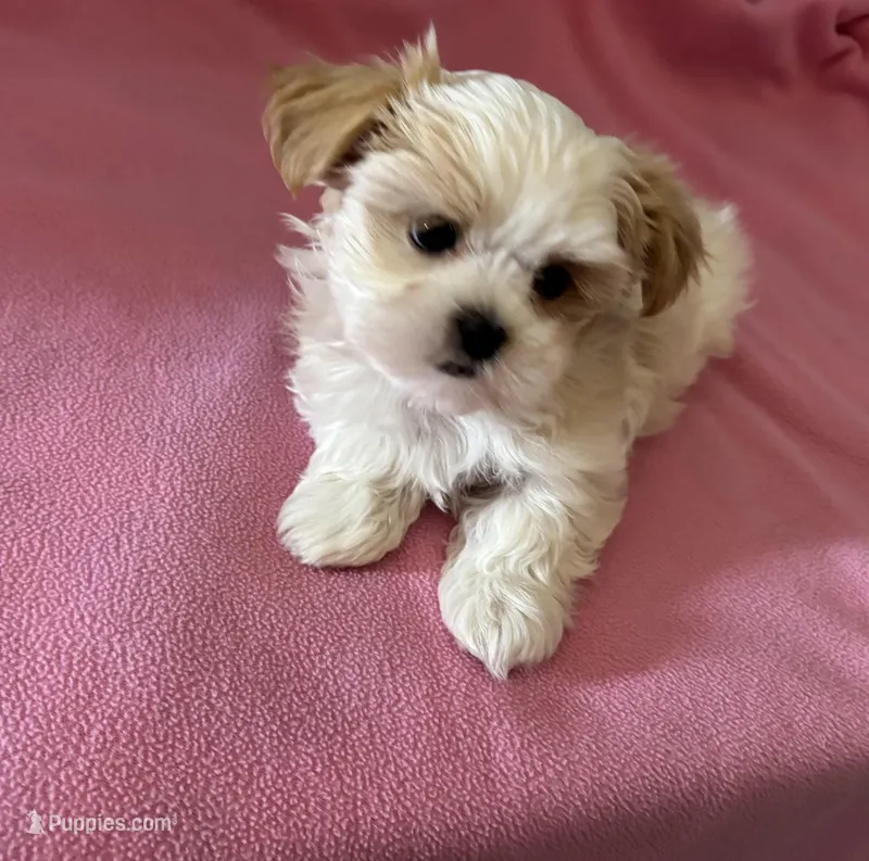 Little Lilly  – Maltese, Shih Tzu puppy for sale in Lakefield, MN