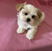 Little Lilly , a female Maltese and Shih Tzu for sale in Lakefield, MN – Photo 1 of 9