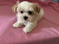 Little Lilly , a female Maltese and Shih Tzu for sale in Lakefield, MN – Photo 5 of 9