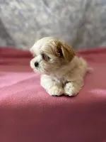 Little Lilly , a female Maltese and Shih Tzu for sale in Lakefield, MN – Photo 3 of 9