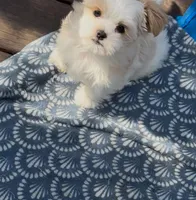 Little Lilly , a female Maltese and Shih Tzu for sale in Lakefield, MN – Photo 6 of 9