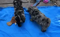 Pebbles, a female Havanese and Poodle - Miniature  for sale in Lakefield, MN – 2 of 2