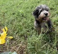 Pixel, a female Havanese and Havapoo for sale in Lakefield, MN – 7 of 8