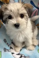 Petey, a male Maltese and Papillon for sale in Lakefield, MN – 3 of 5