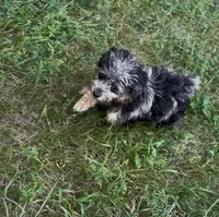 Pixel, a female Havanese and Havapoo for sale in Lakefield, MN – 6 of 8